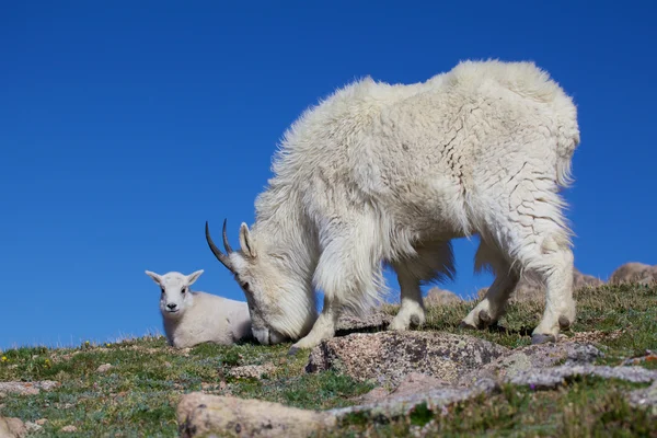 Cabra de montaña Niñera y niño — Foto de Stock