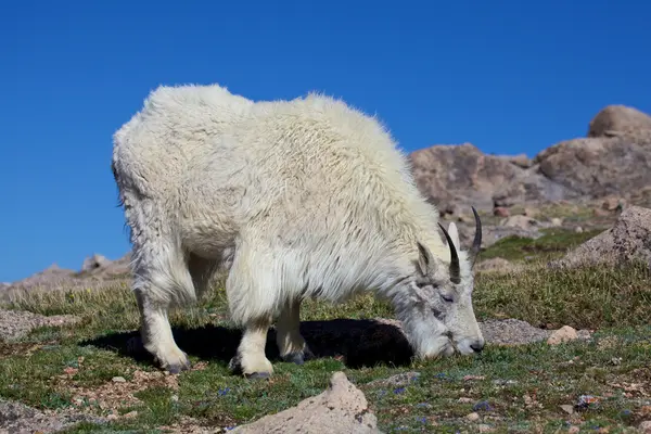 Dağ keçisi — Stok fotoğraf