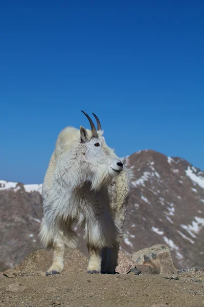 Dağ keçisi — Stok fotoğraf
