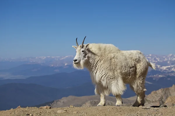 Cabra de montaña — Foto de Stock