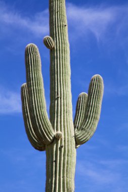 saguaro kaktüsü