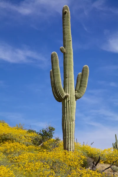 Desierto de Arizona en primavera — Foto de Stock