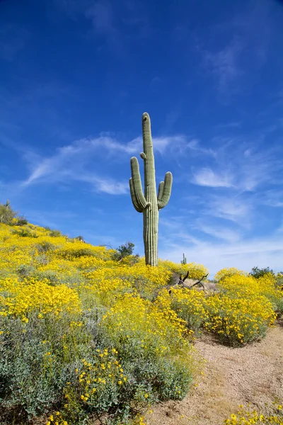 Arizonaöknen på våren — Stockfoto