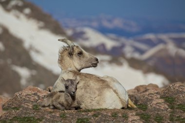 Bighorn koyun koyun ve kuzu