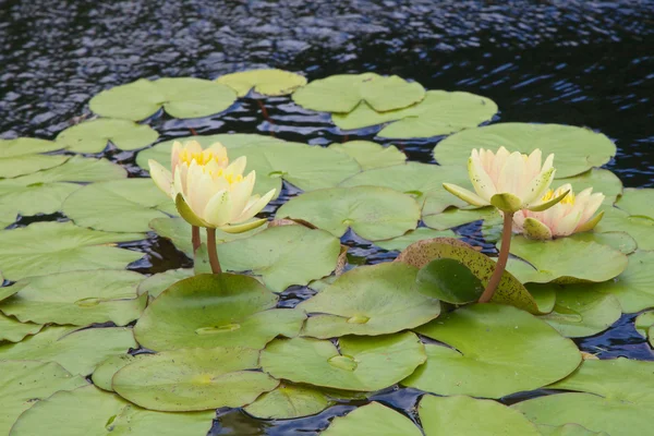 Almofada de Lilly floração — Fotografia de Stock