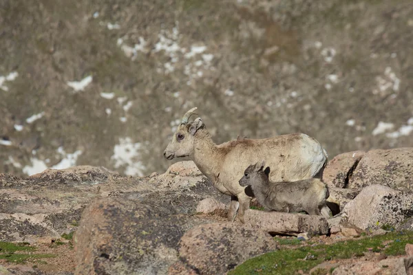 Bighorn ovelha ovelha e cordeiro — Fotografia de Stock