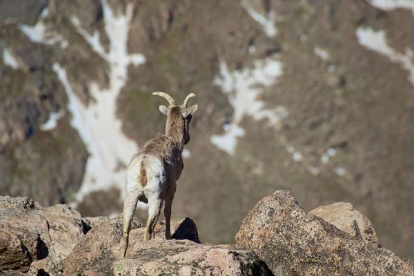 Bighorn Sheep Ewe — Stock Photo, Image