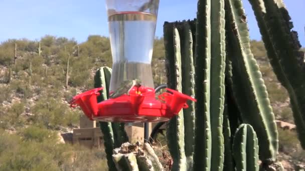 Hummingbird op feeder — Stockvideo