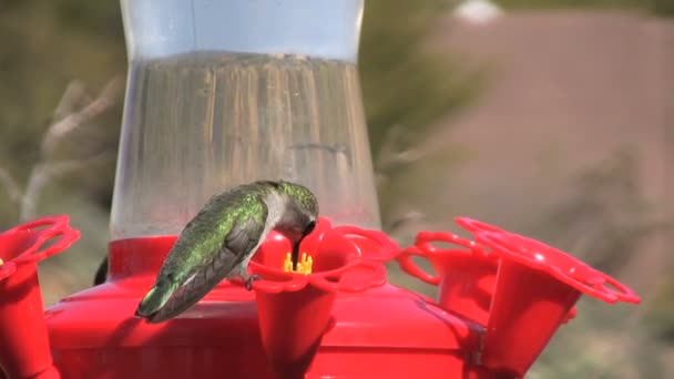 Kolibri am Futterhäuschen — Stockvideo