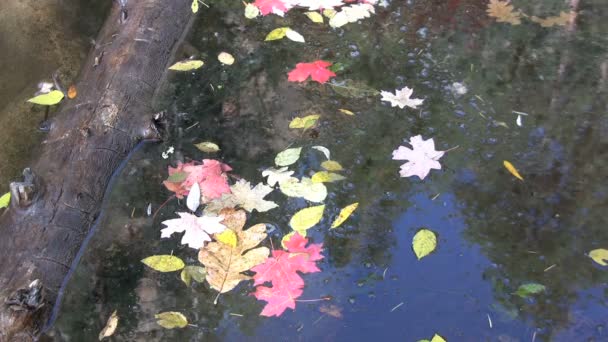 鮮やかな秋の紅葉 — ストック動画
