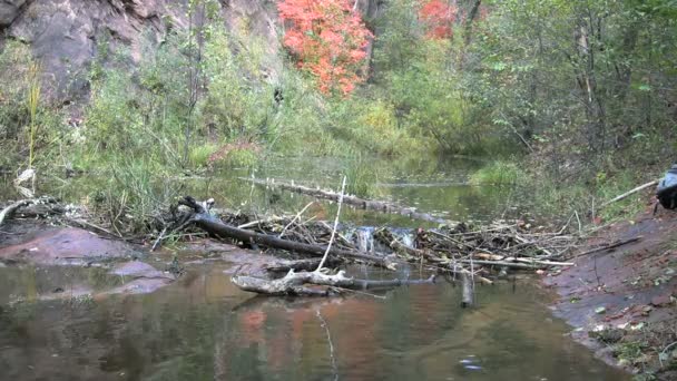 Brilliant Fall Foliage — Stock Video