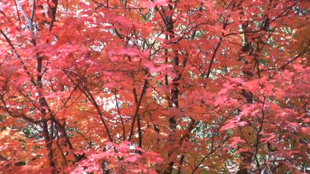 Brilliant Fall Foliage — Stock Video