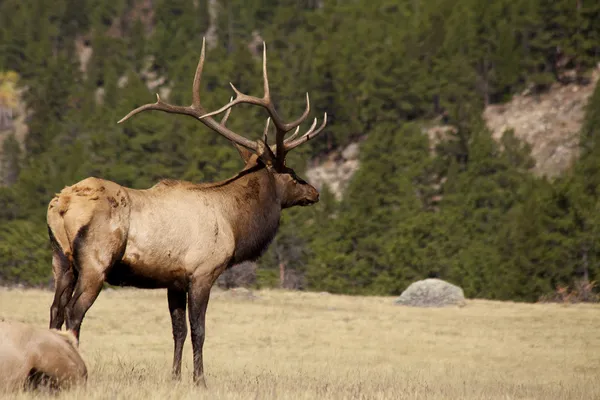 Elk Banteng — Stok Foto