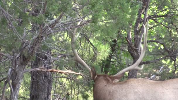 Bull Elk — Stock Video