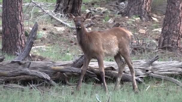 麋鹿 — 图库视频影像