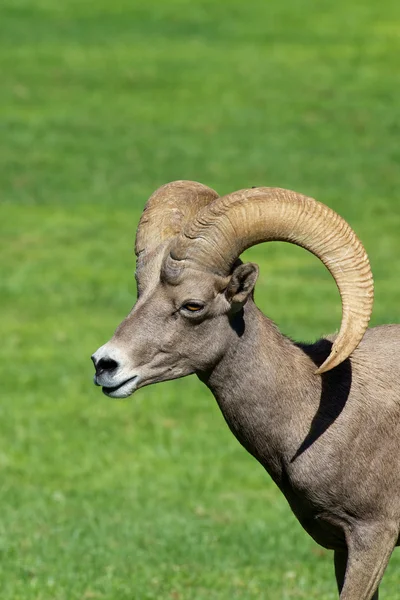 Ram de Bighorn do deserto — Fotografia de Stock