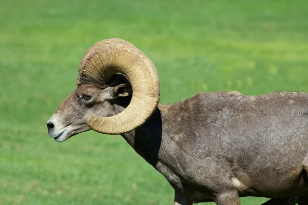 Pouštní Bighornu ram — Stock fotografie