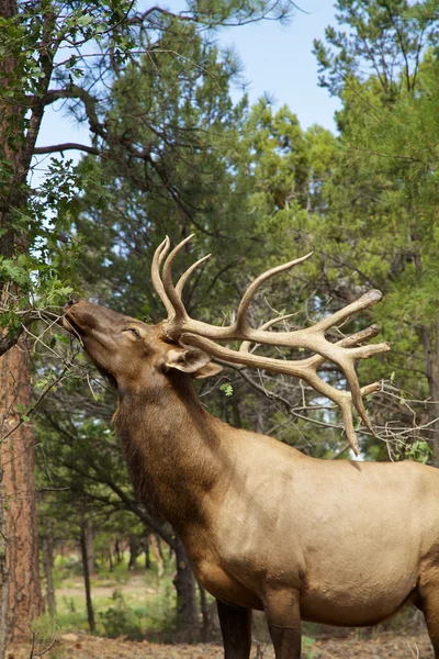 Stier elanden — Stockfoto