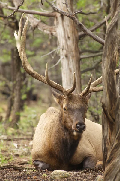 Bedded Bull Elk — Stock Photo, Image