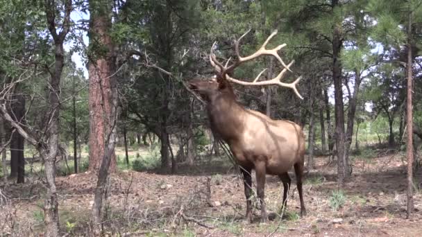 Bull Elk Rubbing — Stock Video