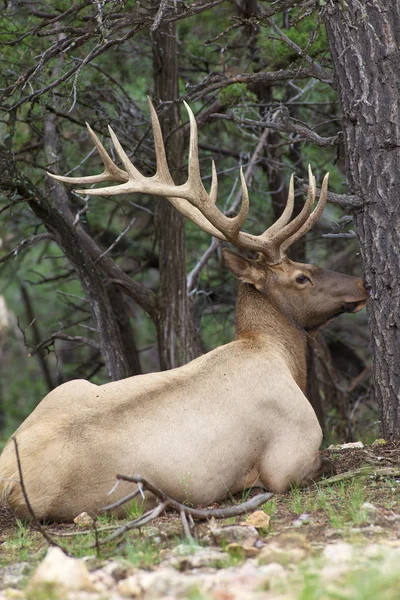 Bedded Bull Elk — Stock Photo, Image