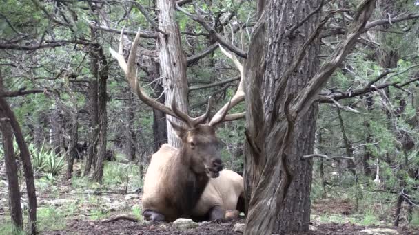 Bedden stier elanden — Stockvideo