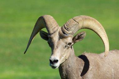 çöl bighorn ram portre