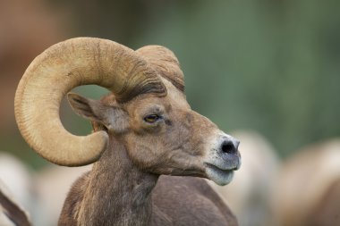çöl bighorn ram portre