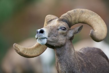 çöl bighorn ram portre
