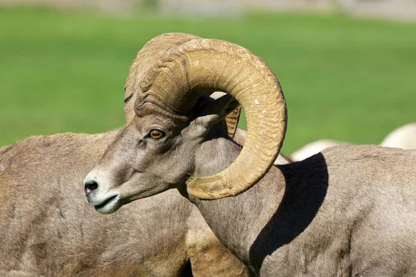 Desert Bighorn Ram Retrato — Fotografia de Stock