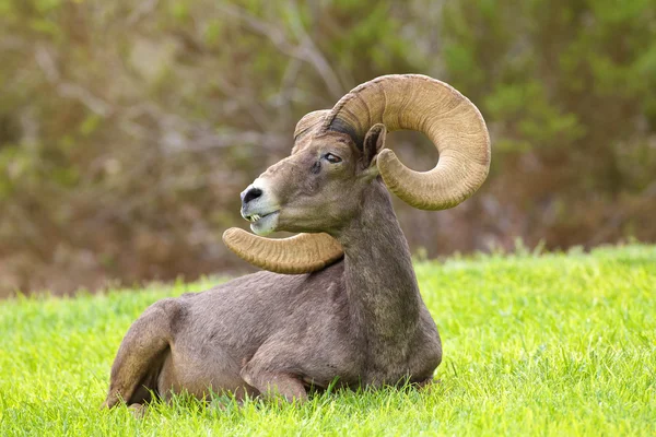 砂漠の bighorn の ram — ストック写真