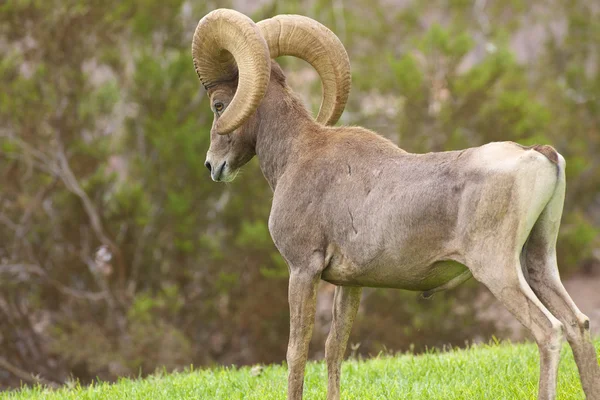 Sivatagi bighorn ram — Stock Fotó