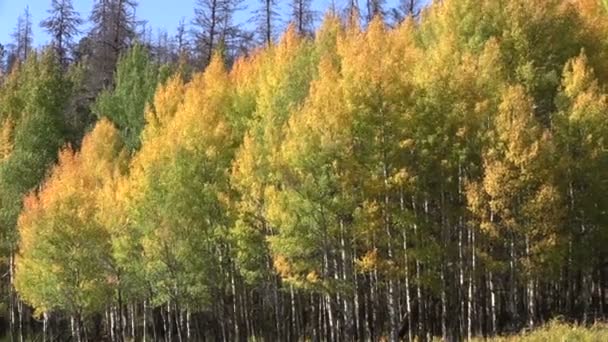 Скелясті гори в осінь — стокове відео