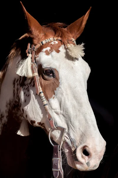 Retrato de cavalo de pintura — Fotografia de Stock