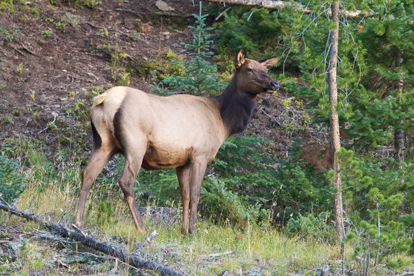 Wapiti des vaches — Photo