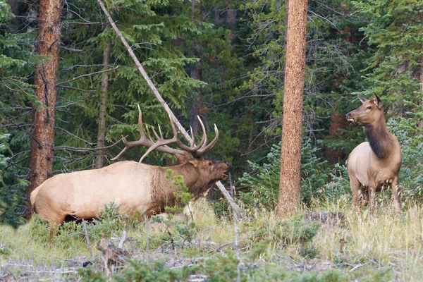 Bull Elk in Rut — Stock Photo, Image