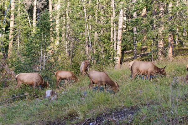 Cow Elk Herd — Stock Photo, Image