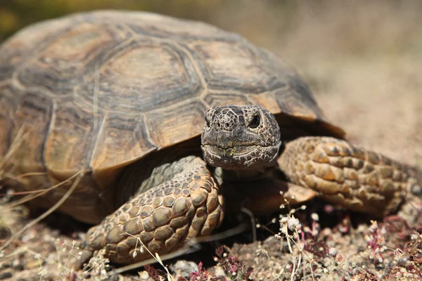 Öken sköldpadda — Stockfoto