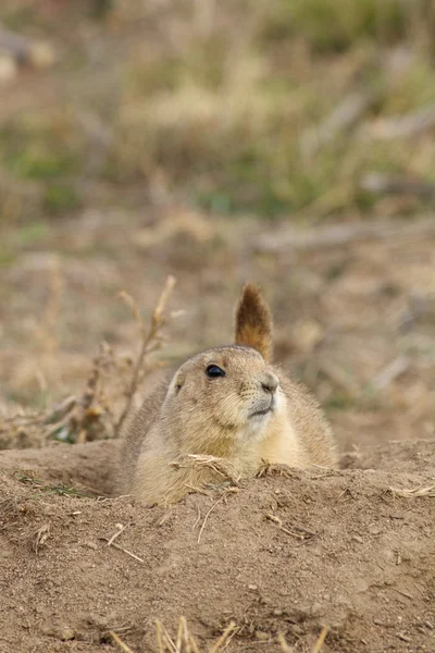 Präriehundar — Stockfoto