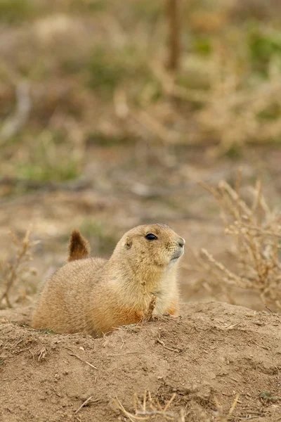 Präriehundar — Stockfoto