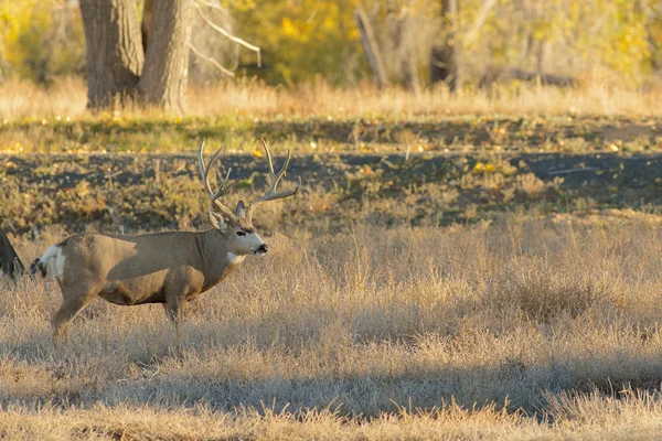 Jeleń mułowy Buck — Zdjęcie stockowe