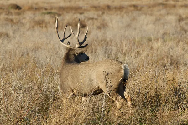 Mule Deer Buck — Stock Photo, Image