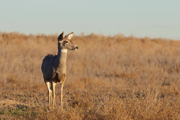 Mule Deer Doe — Stockfoto