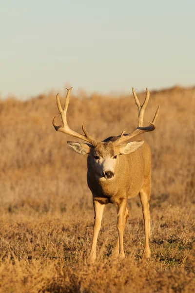 Mulo cervo buck — Foto Stock