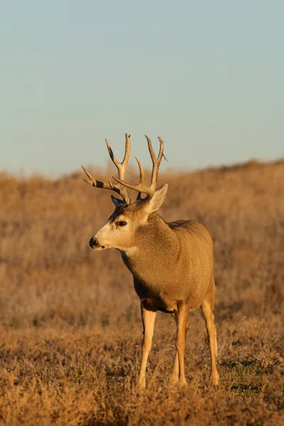 Ciervo de mula Buck —  Fotos de Stock