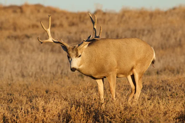 Ciervo de mula Buck — Foto de Stock