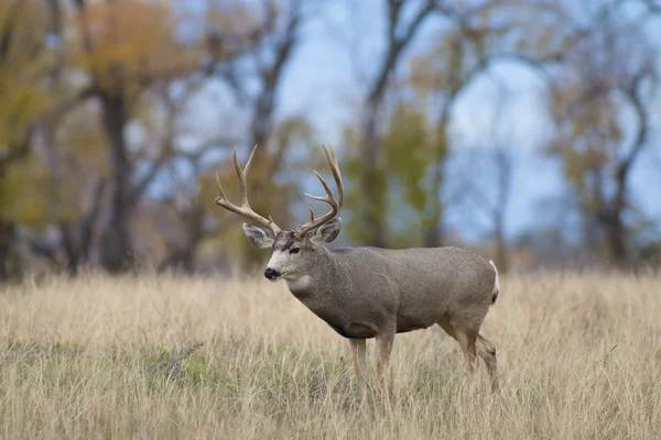 Ciervo de mula Buck — Foto de Stock