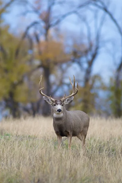 Mule Deer Buck — Stock Photo, Image