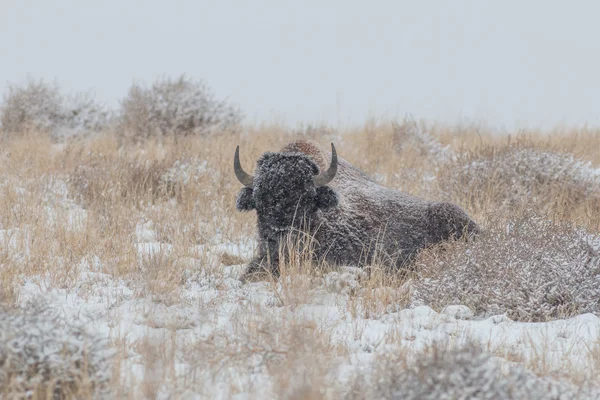 Bison dans la neige — Photo