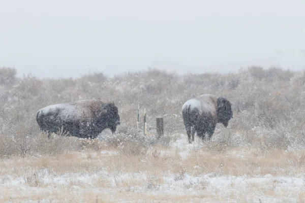 Bison dans la neige — Photo